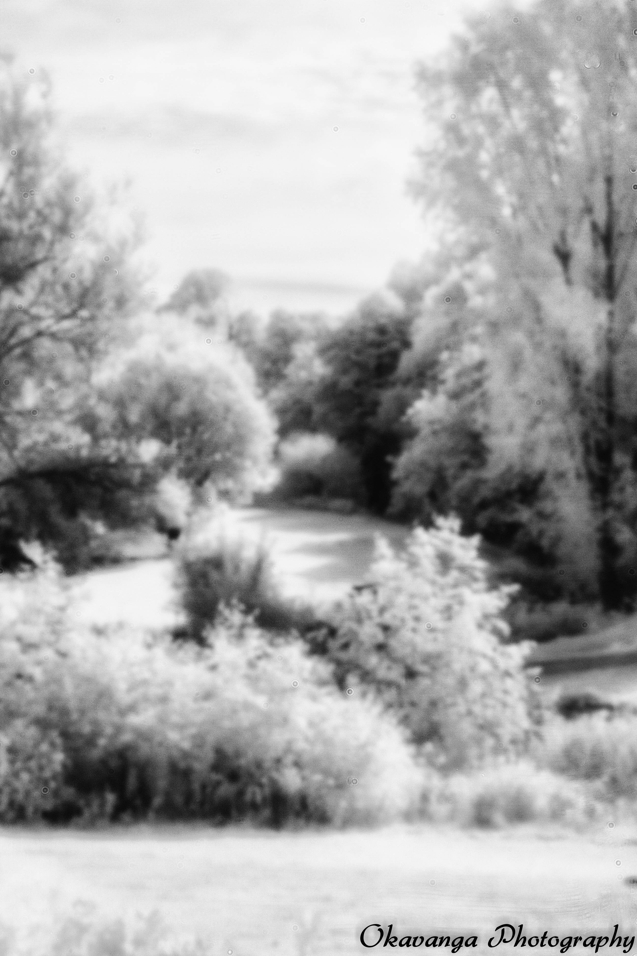 Pinhole IR Photography 3