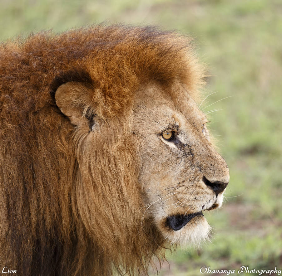 Animal Portraits - Lion by Okavanga