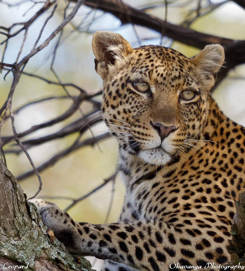 Animal Portraits - Leopard by Okavanga