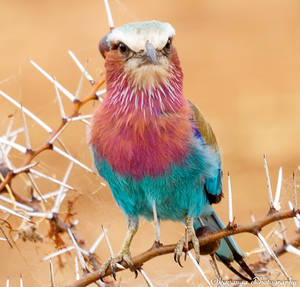 Lilac-Breasted Roller 4