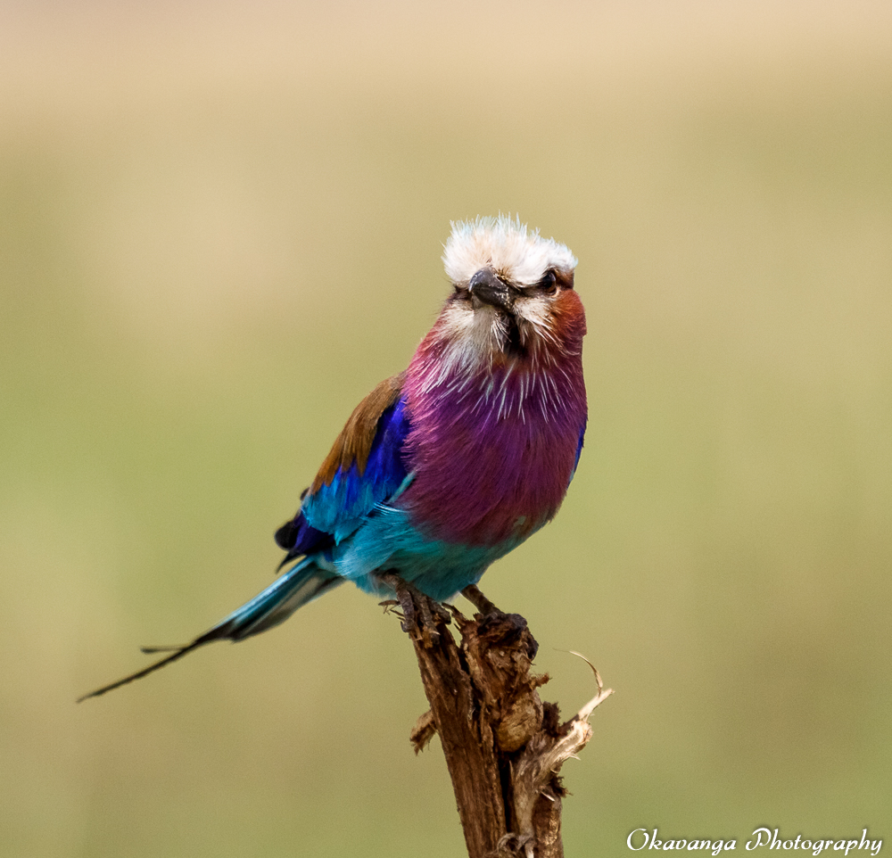 Lilac-Breasted Roller 2