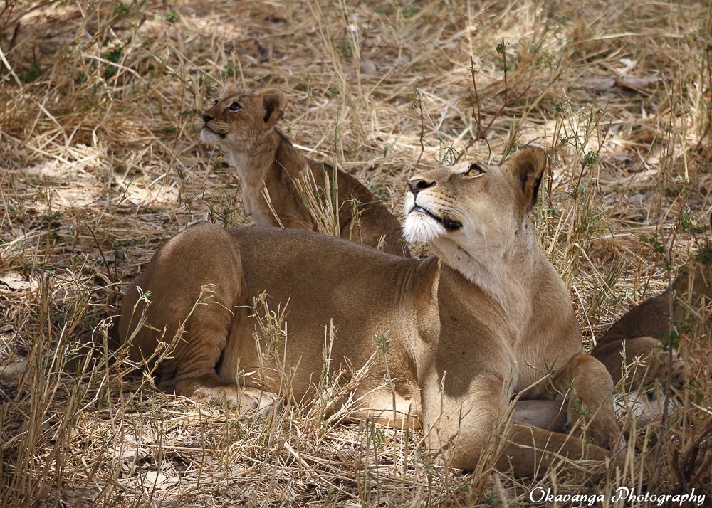 Lion Family 7