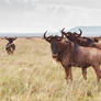 Wildebeest 7