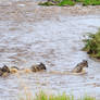 Wildebeest Mara River-4