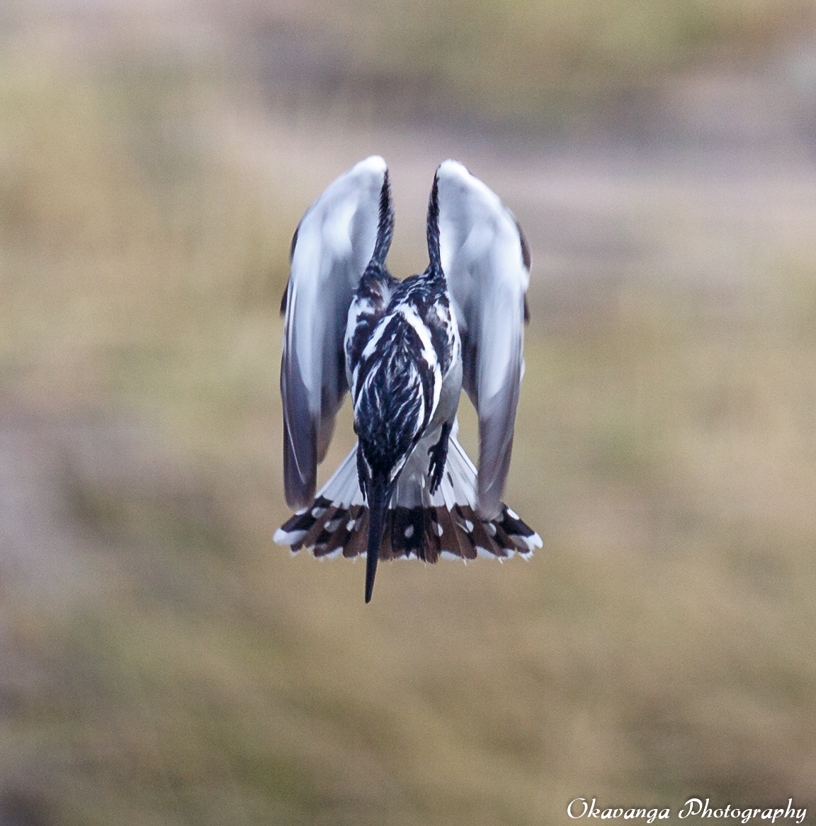 Pied Kingfisher-3