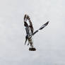 Pied Kingfisher-1