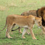 Lions Mating Sequence-4