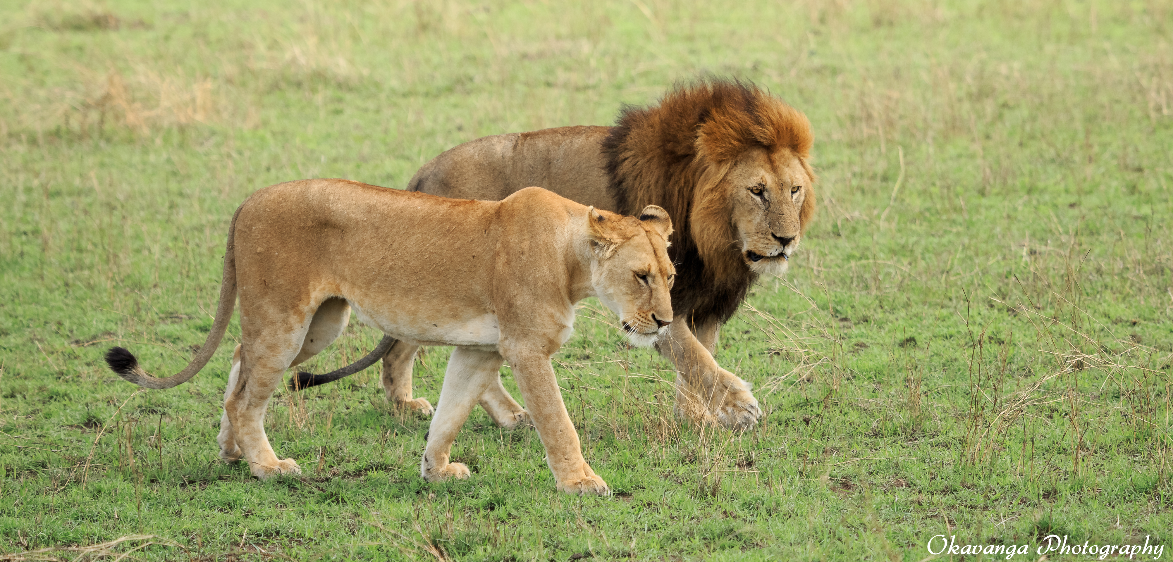 Lions Mating Sequence-4 by Okavanga on DeviantArt Lions Mating Sequence-4 by Okavanga on DeviantArt