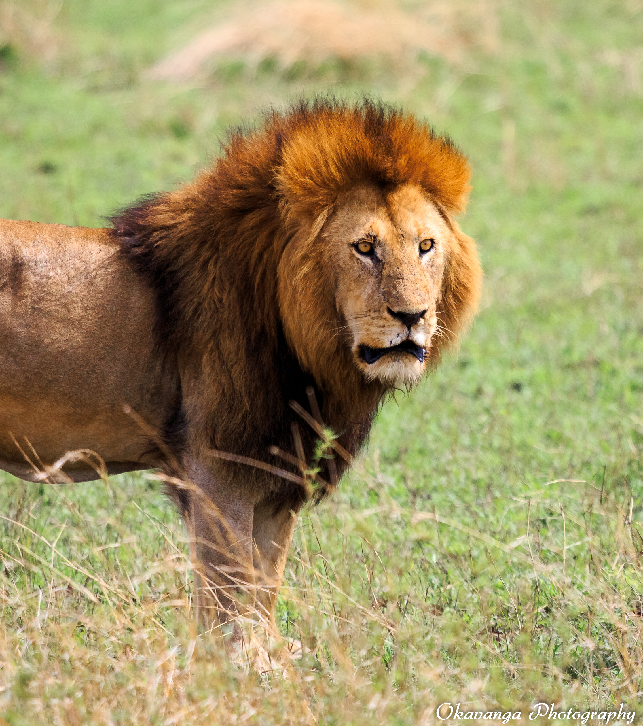 Lions Mating Sequence-9