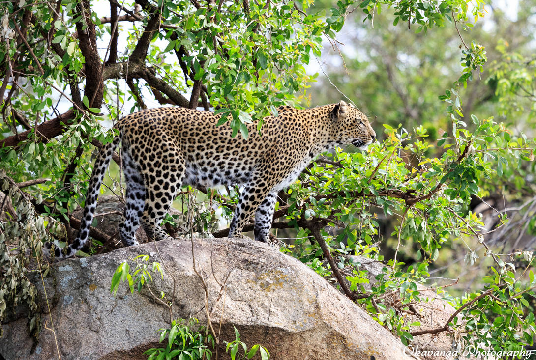 Kopie Leopard on Alert by Okavanga Kopie Leopard on Alert by Okavanga