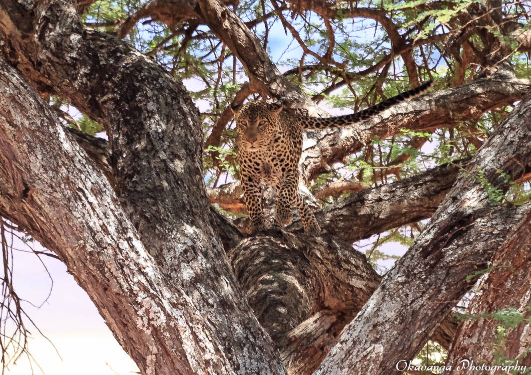 Leopard in Umbrella Tree by Okavanga Leopard in Umbrella Tree by Okavanga