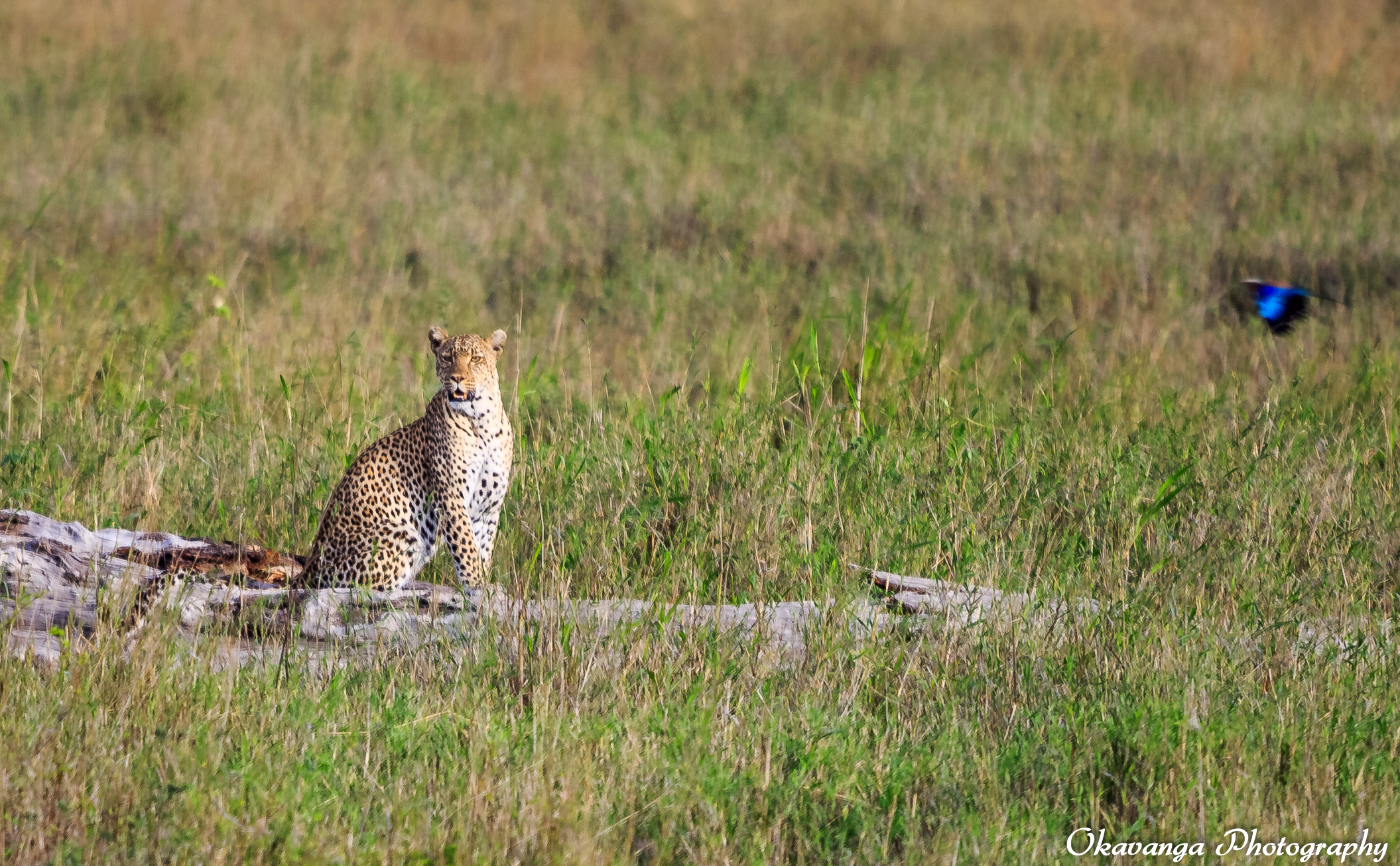 Female Leopard on Guard