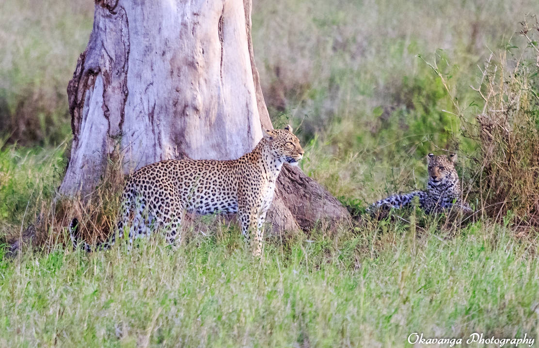 Female Leopard with Cub by Okavanga Female Leopard with Cub by Okavanga