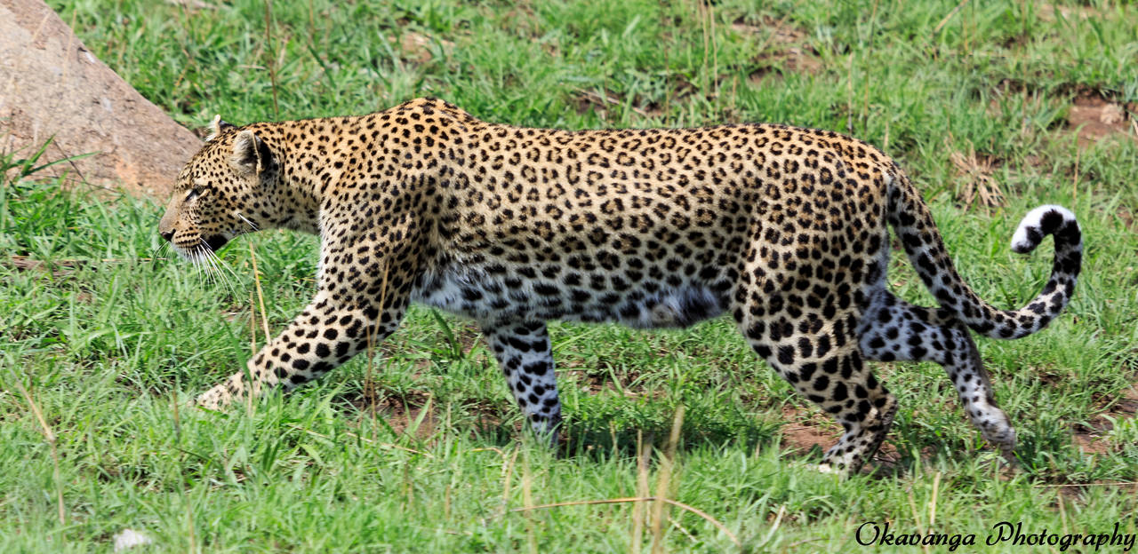 Kopie Leopard on the Move 2 by Okavanga Kopie Leopard on the Move 2 by Okavanga