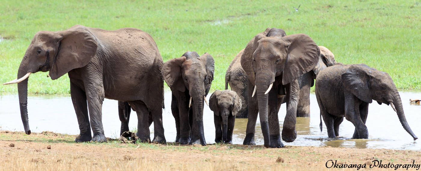 Tarangire Wetland Elephants 2 by Okavanga