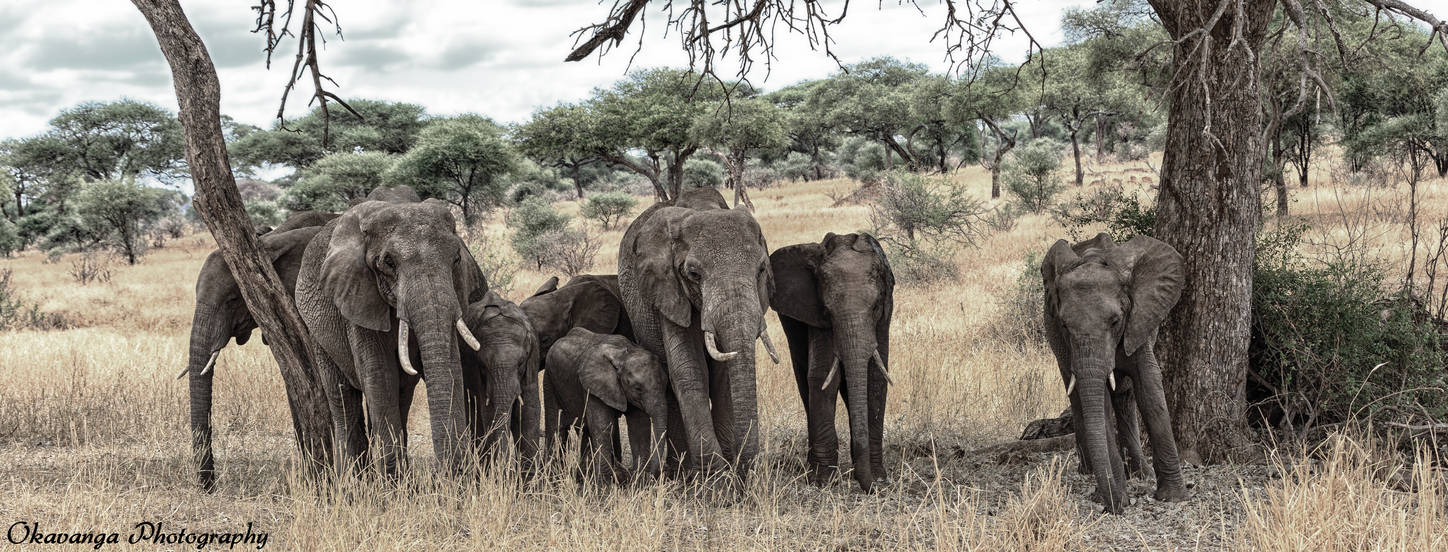 Tarangire Elephants by Okavanga