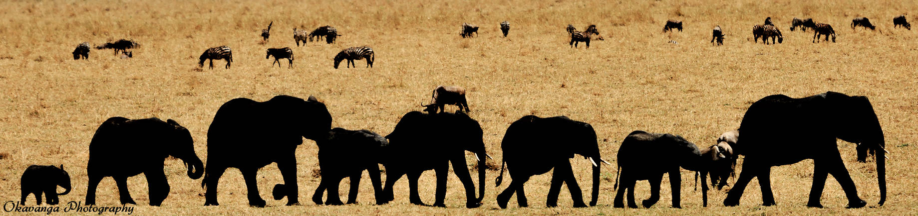 Tarangire  Elephant Parade by Okavanga