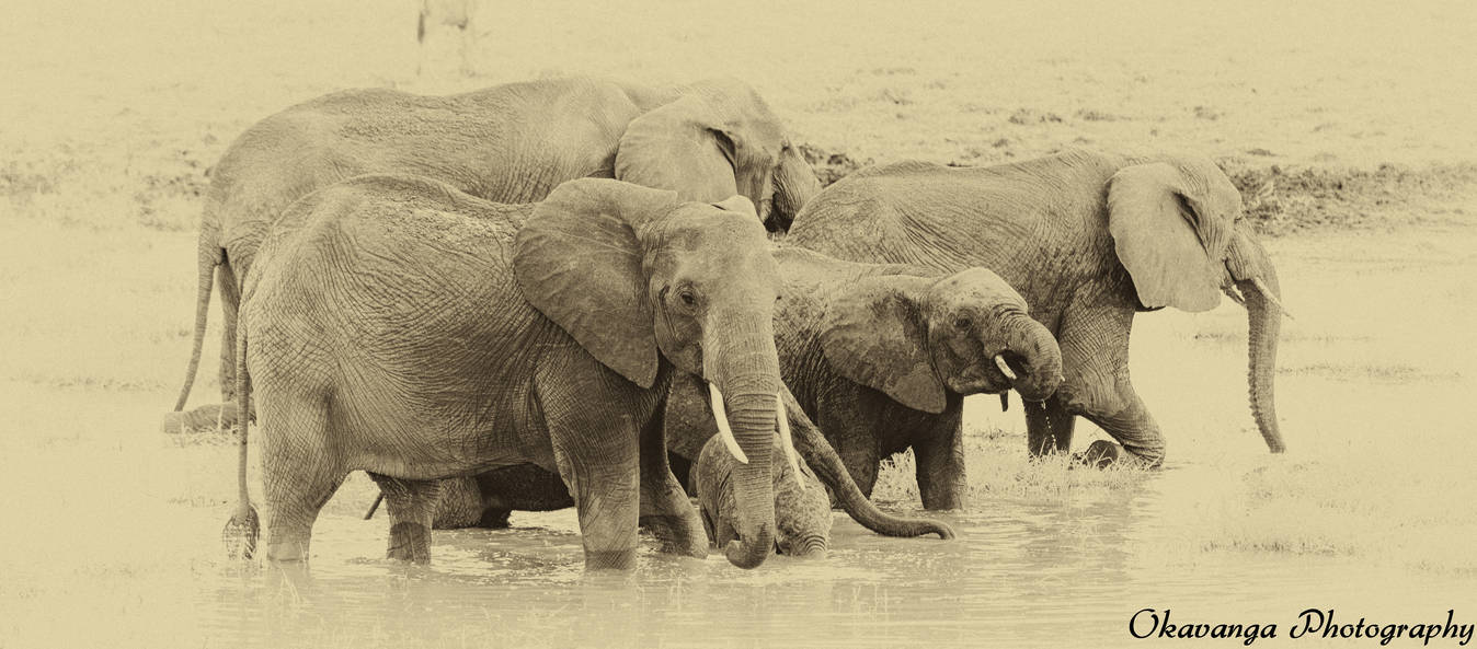 Tarangire  Elephant Drinks by Okavanga