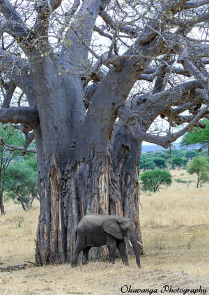Baobab Elephant by Okavanga