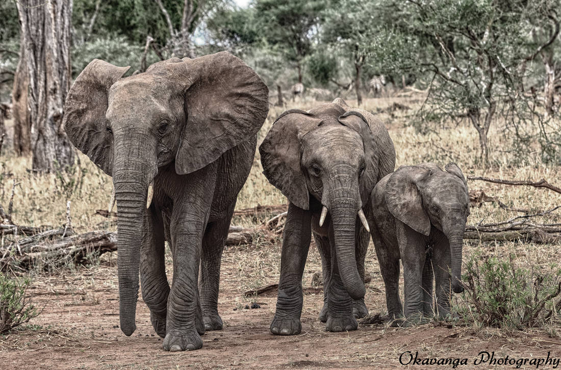 Tarangire Elephants 2 by Okavanga