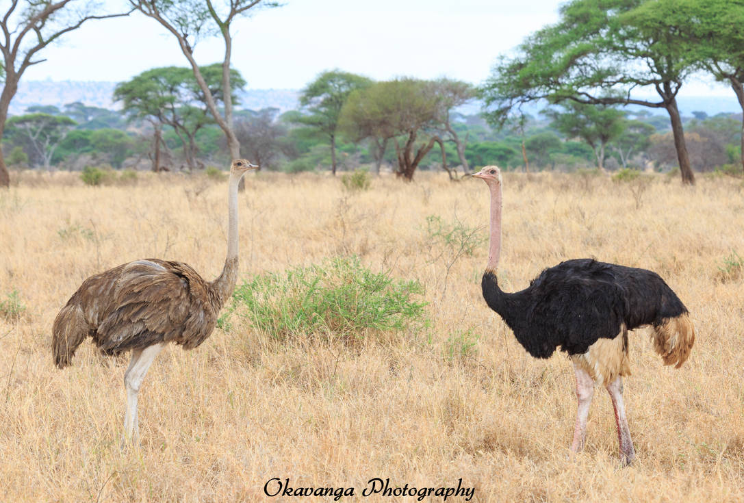 Ostrich Pair by Okavanga