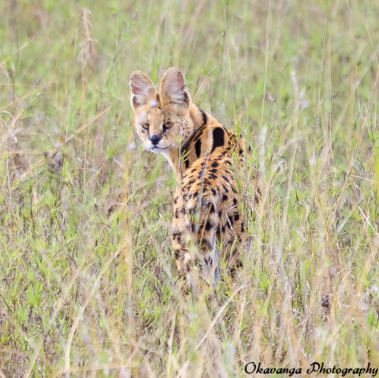 Serval