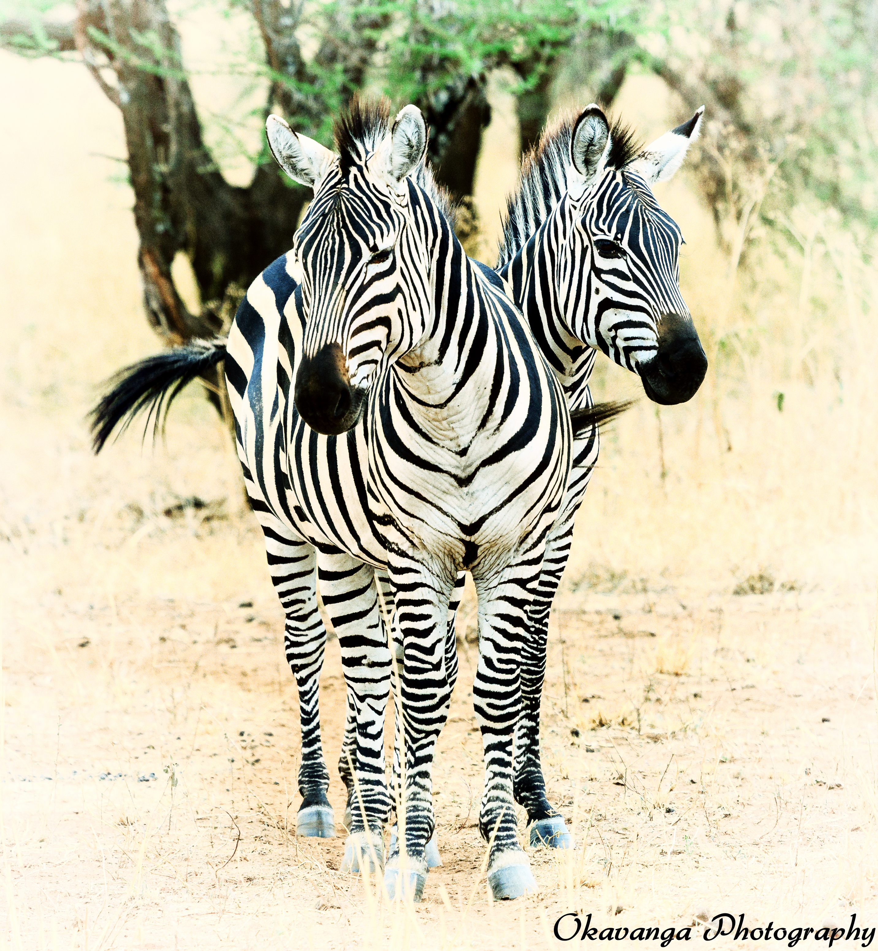 Two Headed Zebra?