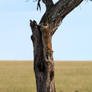 Leopard Descending