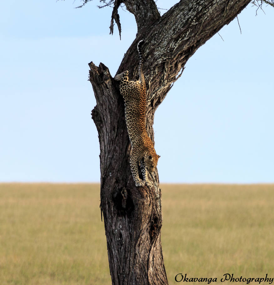 Leopard Descending by Okavanga Leopard Descending by Okavanga