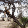 Tree Lions