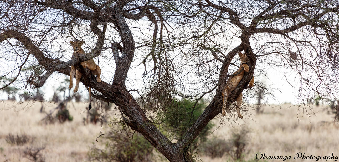 Tree Lions by Okavanga Tree Lions by Okavanga