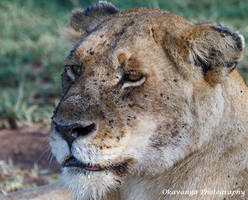 Lion Portraits 1