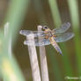 Drago the Dragonfly