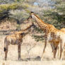 Feeding Giraffes 2