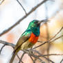 Greater Double Collared Sunbird