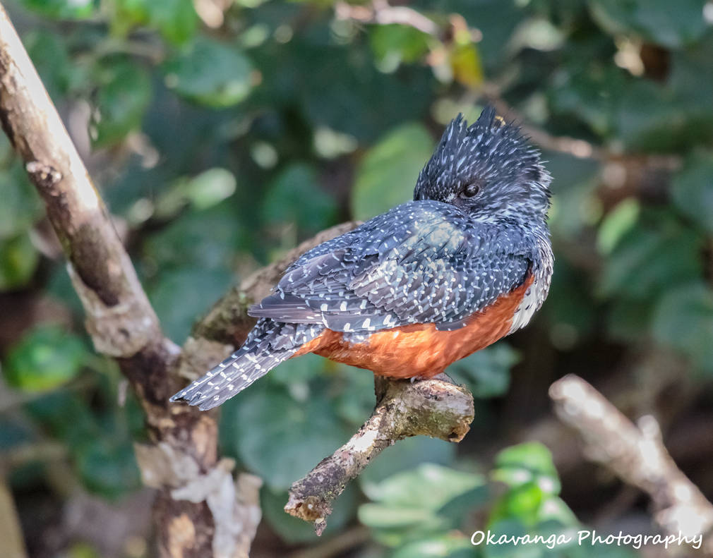 Giant Kingfisher 2 by Okavanga