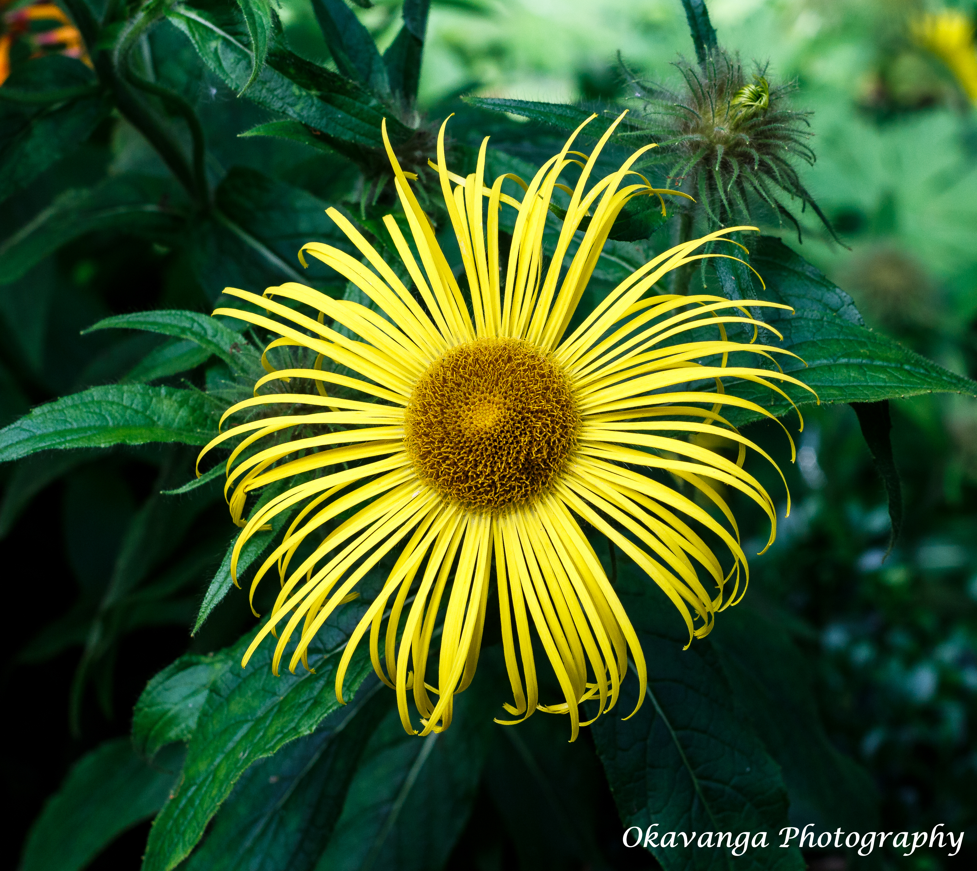 EOS M Super Takumar 9 Flower