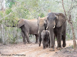 Elephant Family