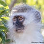 Vervet Monkey