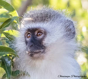 Vervet Monkey by Okavanga