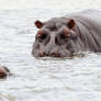 Hippo Stare