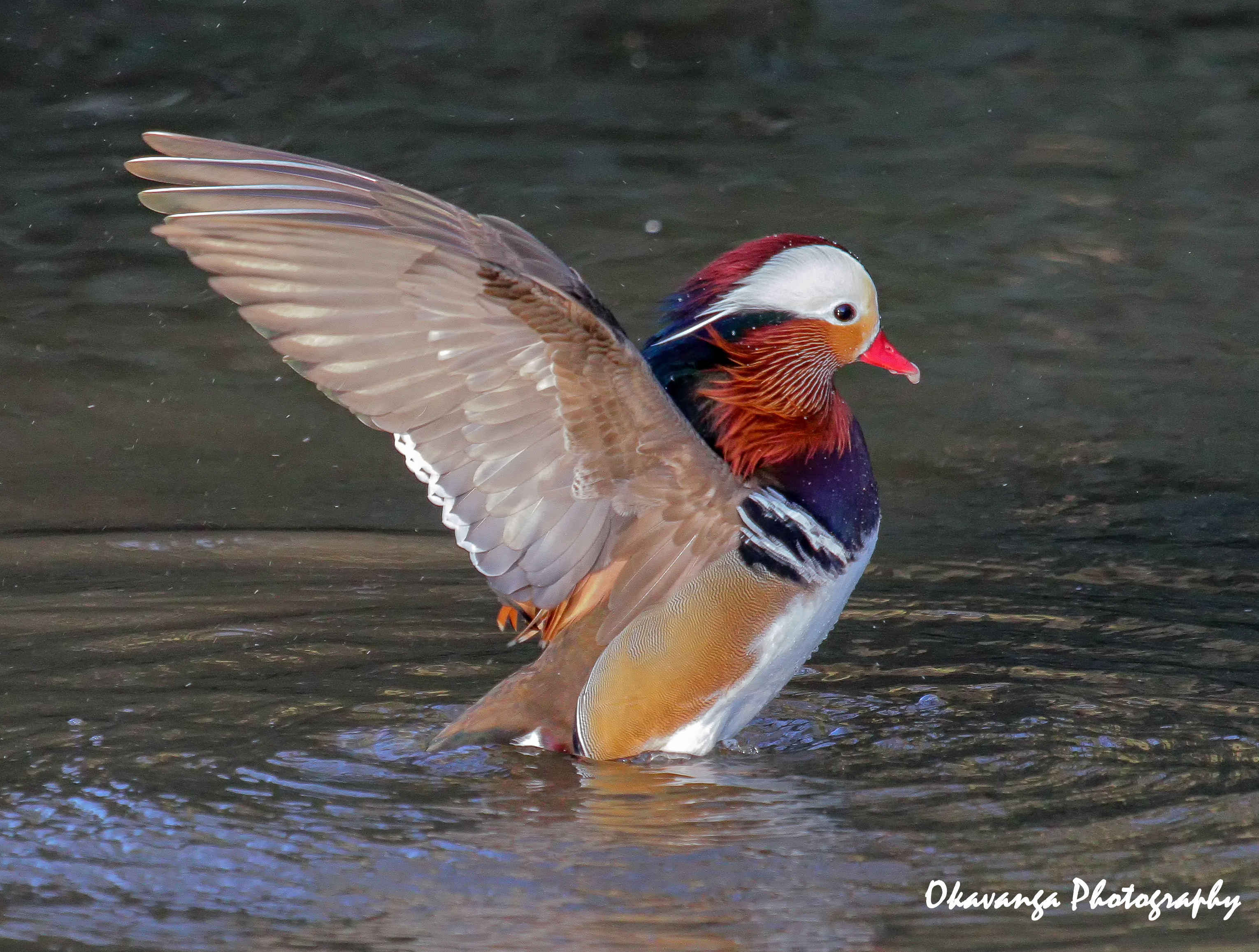 Mandarin Magic