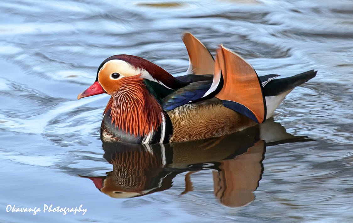 Mandarin Male by Okavanga