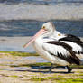 Pelican Lookout