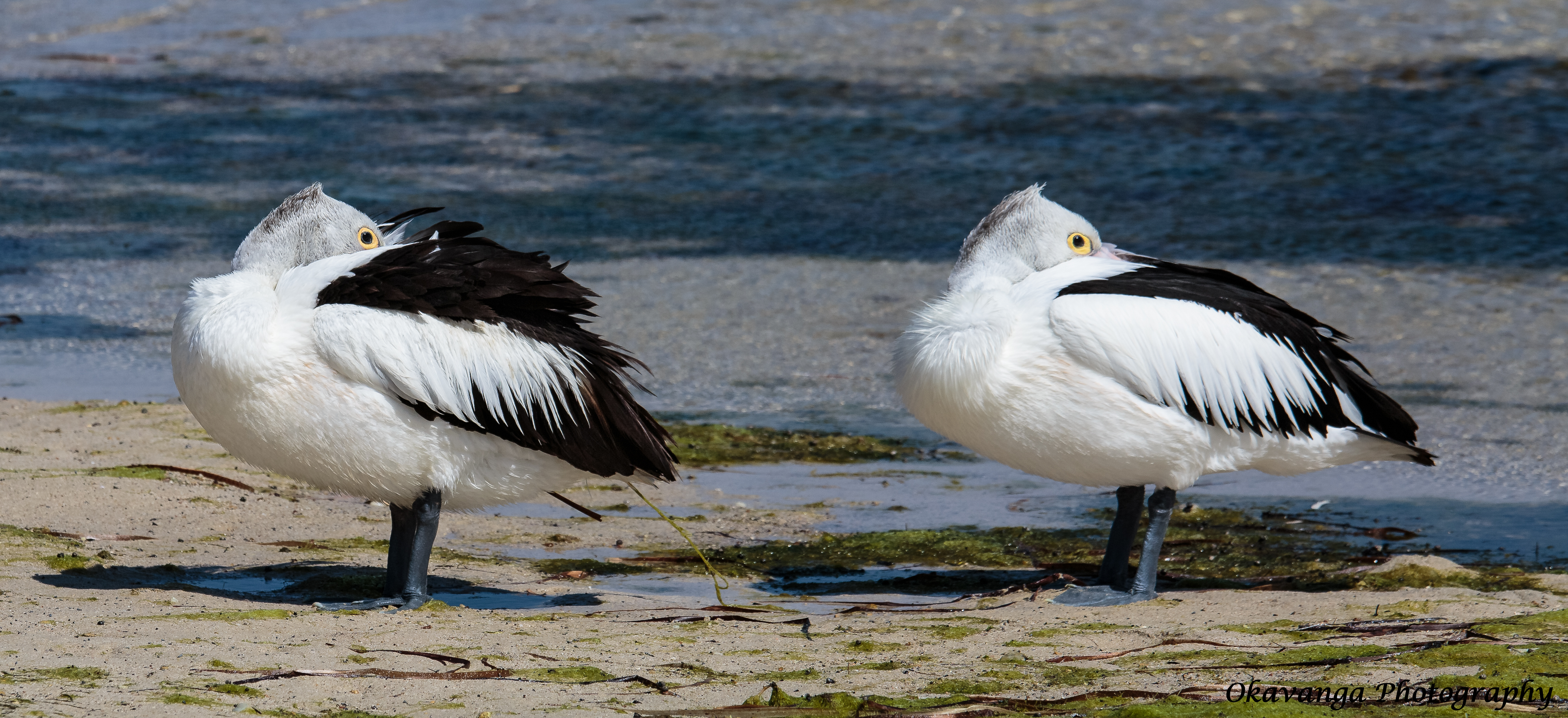 Snoozing Pelicans