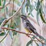 Red Wattlebird