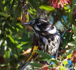 New Holland Honeyeater by Okavanga