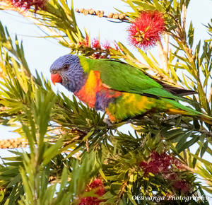 Rainbow Lorikeet