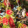 Breakfast for the Honeyeaters