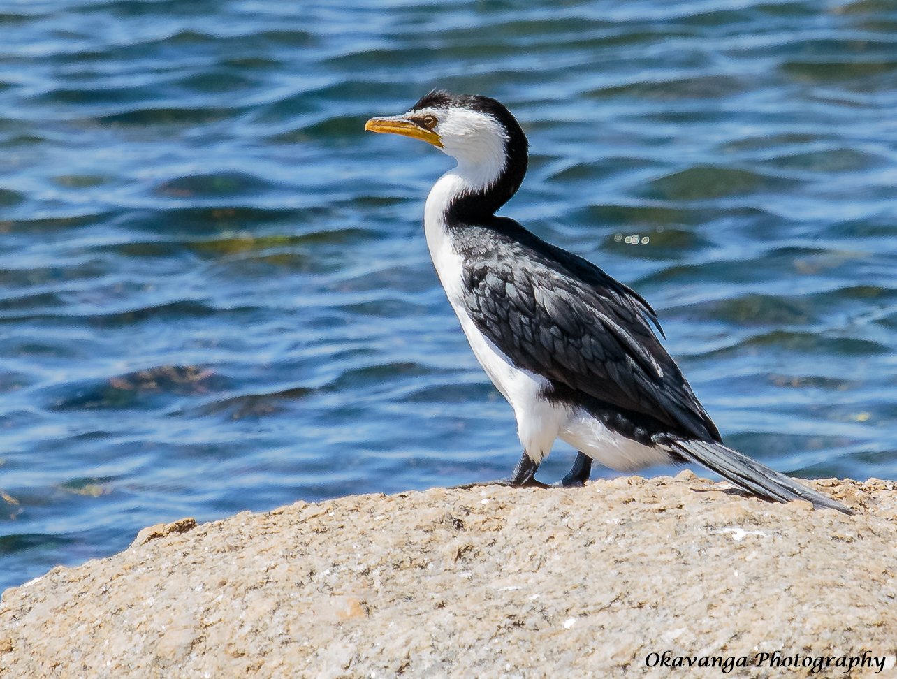 Pied Cormorant